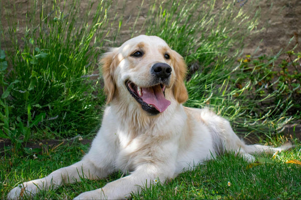 Why Does My Dog Have Dry, Flaky Skin?