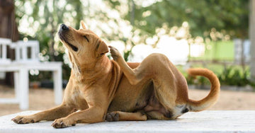 Itch & Allergy Products for Dogs - Natural Relief That Works