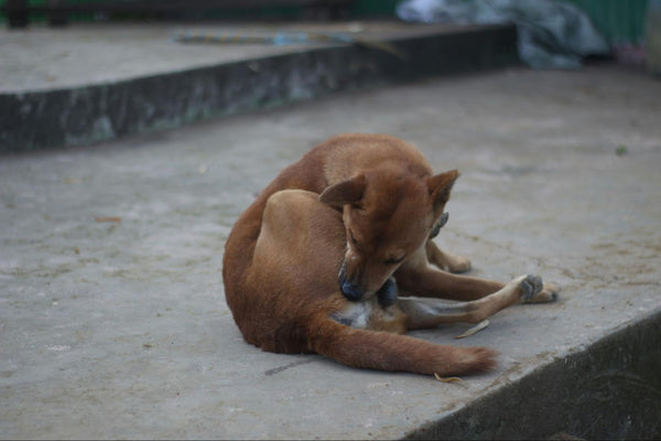 Why Is My Dog Scratching All the Time?