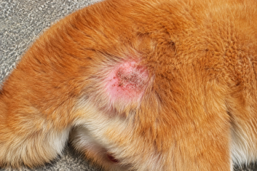 Hot Spots in Dogs: Causes, Treatment, and Prevention