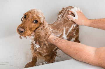 How Often Should You Bathe a Dog with Skin  Issues?