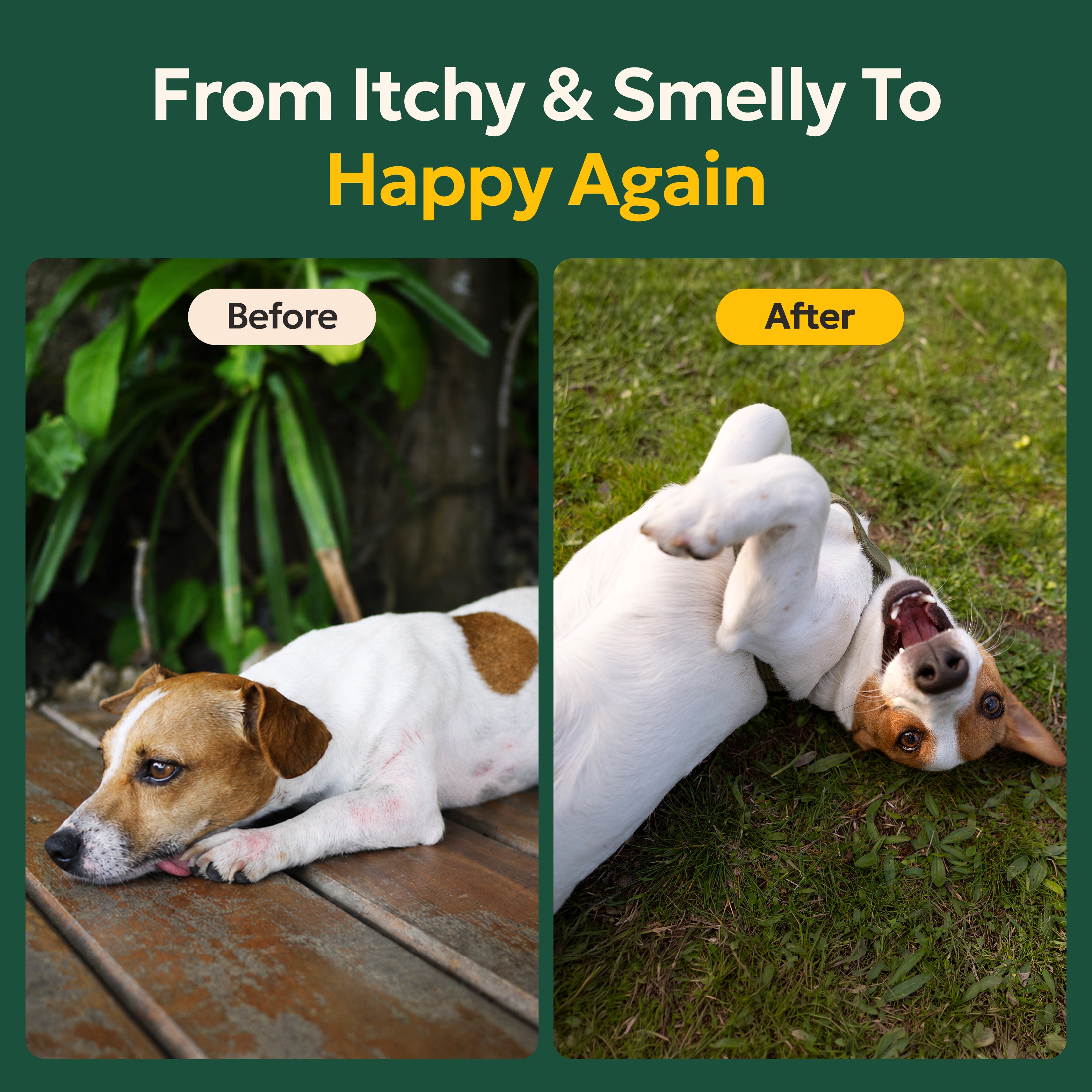 The Itchy and stinky dog bundle