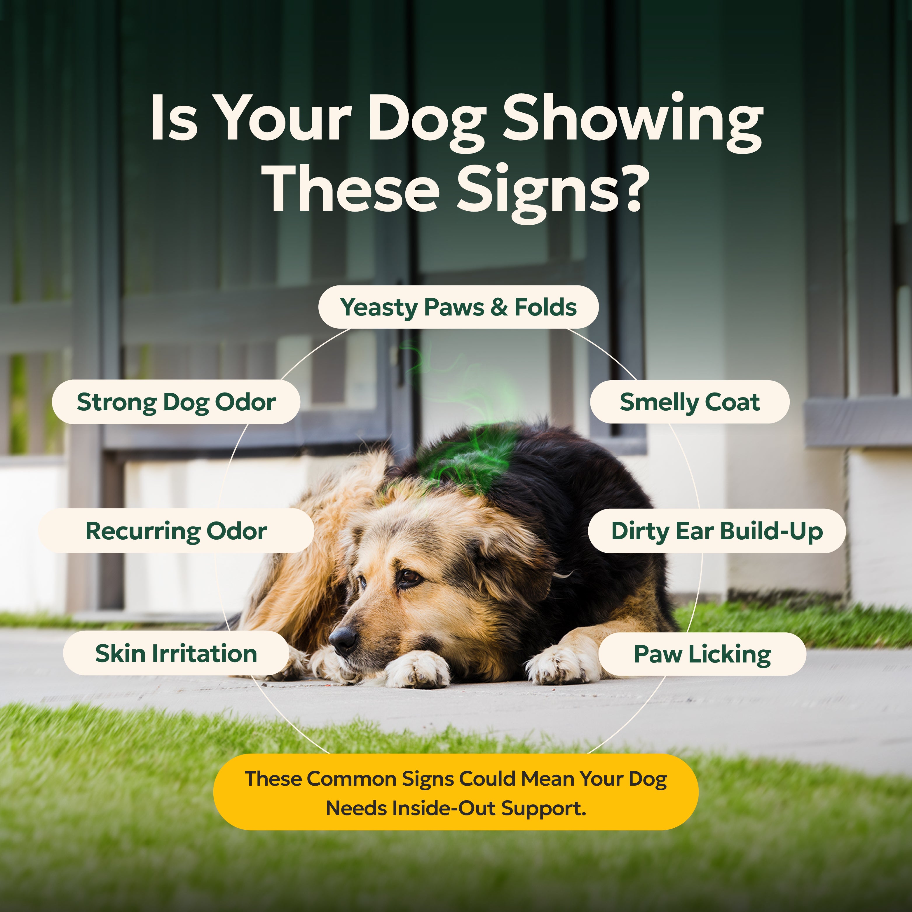The stinky dog bundle
