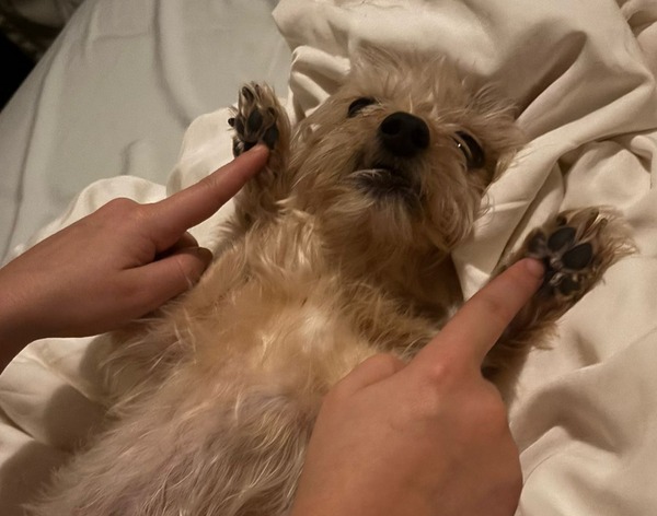 “Softer paws in days” – Dana F.