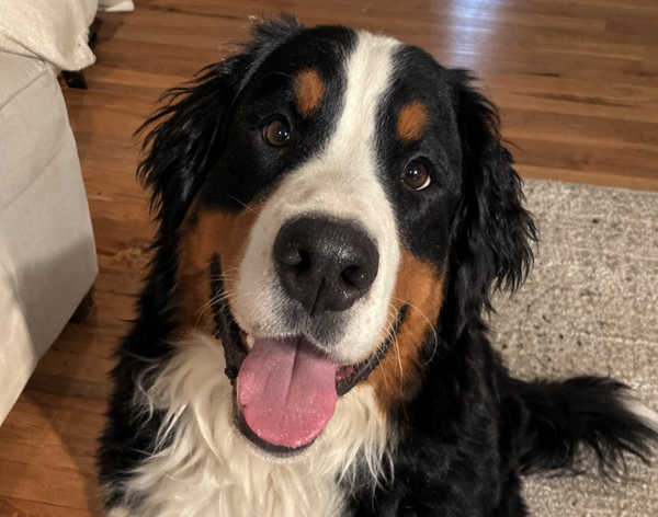 “Such a difference on his nose” – Mark B.