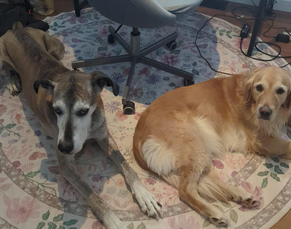 “Perfect before outdoor walks” – Maya P.