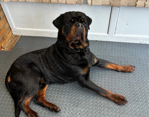 Paws finally smell fresh - Melissa T.