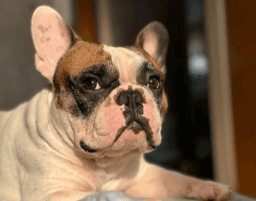 “Less licking and scratching” – Anthony R.
